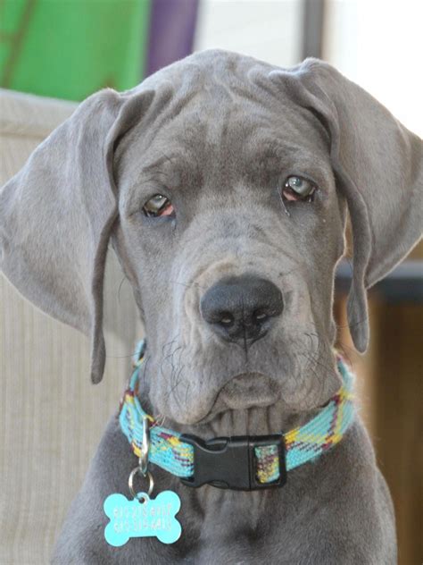 Blue Great Dane puppy - he looks just like my Zeus! #greatdanedog ...