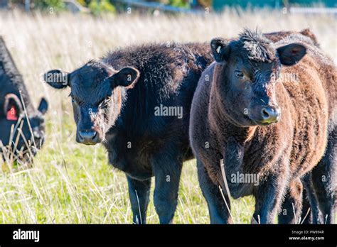 Aberdeen angus cows hi-res stock photography and images - Alamy