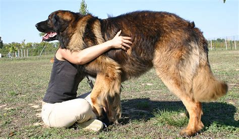 What Is The Largest Breed Of Dog On Earth