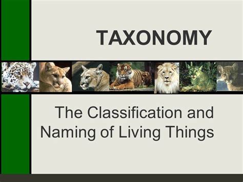 Taxonomy - The Classification and Naming of Living Things - YouTube