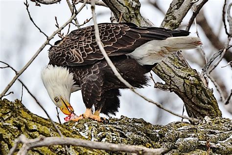 Male Bald Eagle Eating Fish Photograph by J R Sanders - Fine Art America