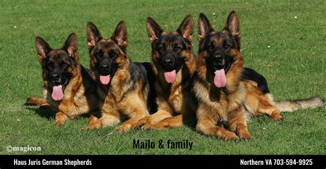 German Shepherd Breeders in Virginia | List of 5 Local Breeders