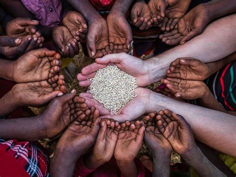 How India Can Combat Food Scarcity and Ensure Sustainable Food Security?