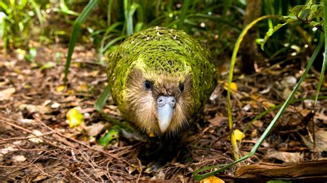 The Critically Endangered Kakapo Parrot Is Having One Fantastic Year ...