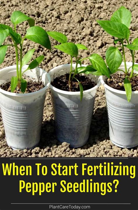 When To Start Fertilizing Pepper Seedlings?