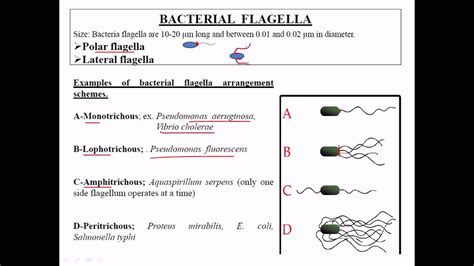 Types of flagella - YouTube