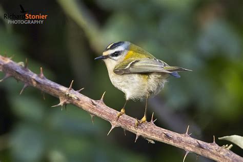 Common Firecrest - Birds Online | Website of photographer Richard Stonier