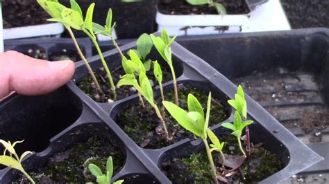 How To Grow Milkweed From Seed – Guide with Pictures – GrowIt BuildIT