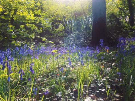 Bluebell forest, England, Bristol [OC] [800×600] – NATUREFULLY