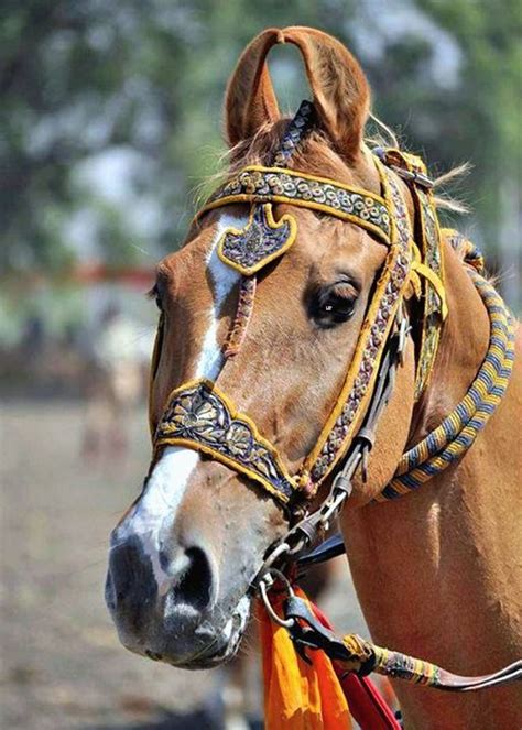 Senior Kathiawari horse, Goldy. photo: Acharyashree Ghanshyamji ...