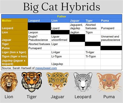 Big Cat Hybrids (infographic) – Michael Broad