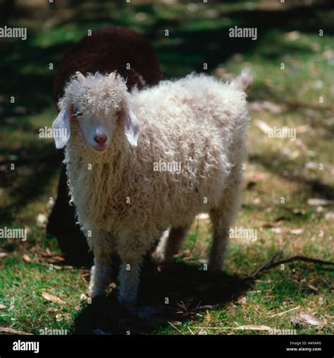 Angora Goat / Mohair Goat Stock Photo - Alamy