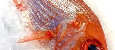 Line Caught Red Fish (Nannygai) - Ocean Made Seafood