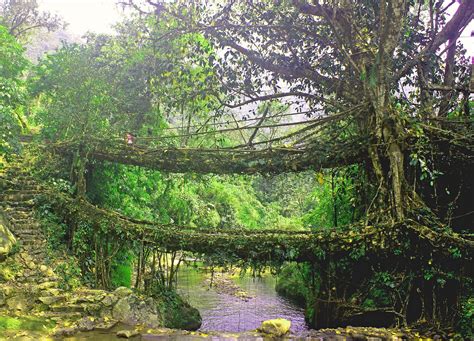 Living_Root_Bridge_in_Cherrapunjee,_Meghalaya – 7th Generation Design