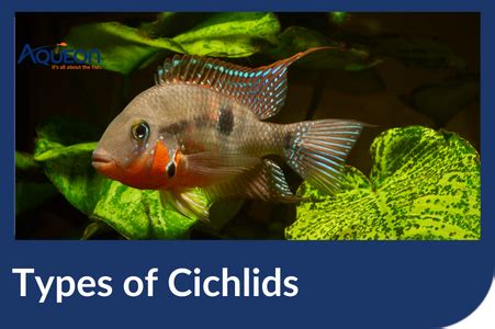 Types of Cichlids for Aquatic Hobbyists