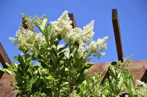 Ligustrum ovalifolium Plants, Plant, Planets