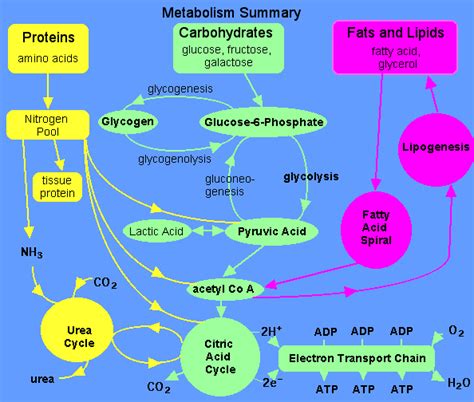 Overview Metabolism