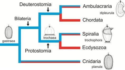 Occurrence of life cycle types in the Eumetazoa (Neuralia). Clades with... | Download Scientific ...