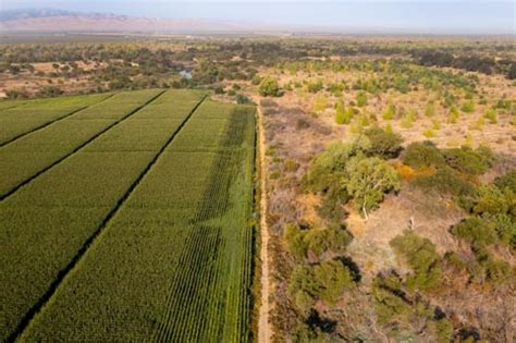 silage corn - Rachel Carson Council