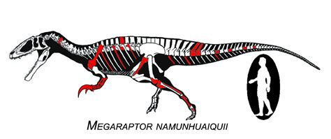 Megaraptor size and skelleton Cartoon Dinosaur, Dinosaur Art ...