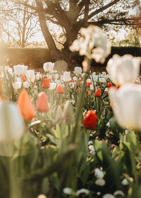 Tulip season - VIEWBUG.com