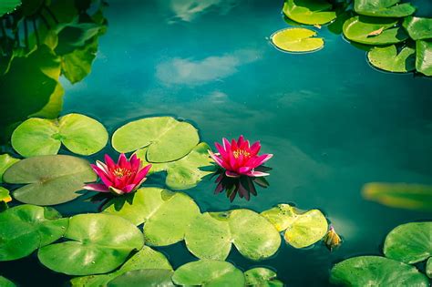 HD wallpaper: lily, pads, giant, aquatic, rain, pond, water, green color | Wallpaper Flare