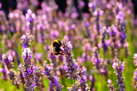 A lavender bee filling up on lavender – Biggsy Travels