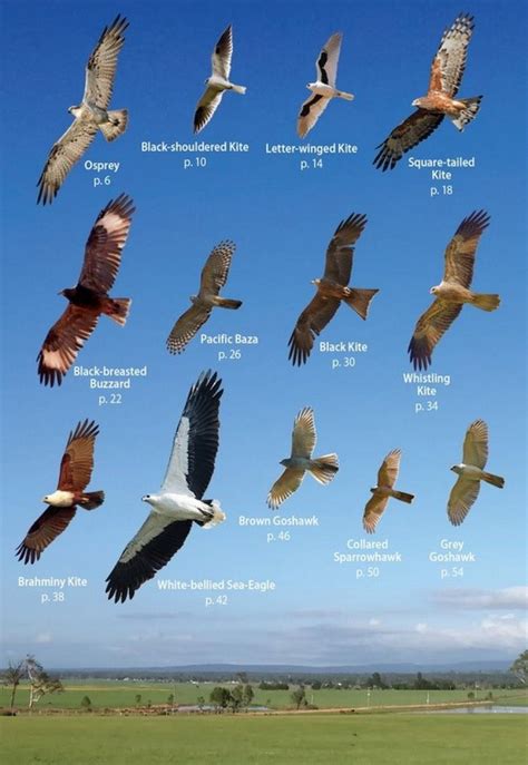 Australian Birds of Prey in Flight: A Photographic Guide | NHBS Field ...