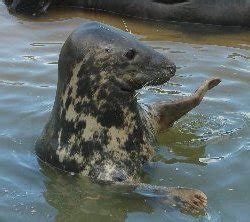 » Tourism: Mablethorpe Seal Sanctuary