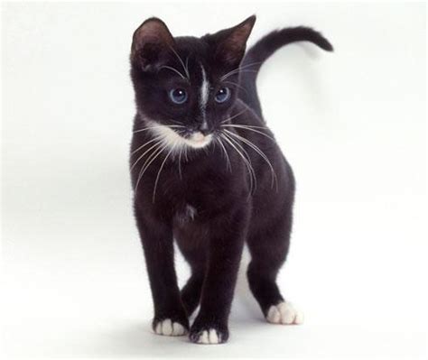 Ojos Azules Cat Info, History, Personality, Kittens, Diet, Pictures