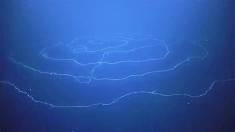 Largest-ever siphonophore colony filmed at Ningaloo Reef, Western Australia | KidsNews