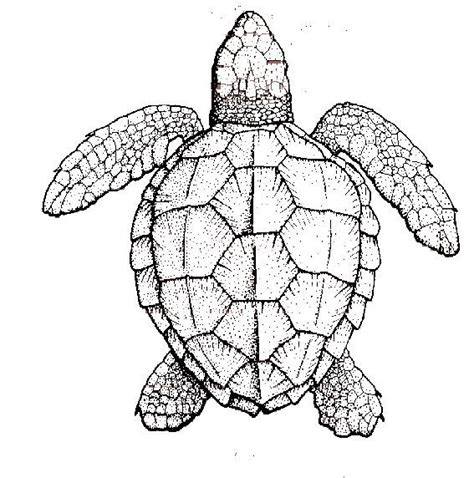 turtle shell drawing easy - Arnita Inman