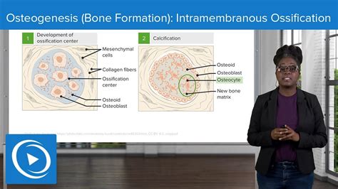 Osteogenesis (Bone Formation): Intramembranous Ossification – Physiology | Lecturio Nursing ...