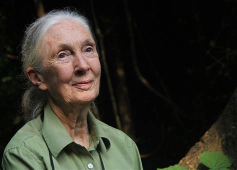 Jane Goodall Marks 60 Years of Arriving in Gombe to Begin Her Groundbreaking Research on Chimps ...