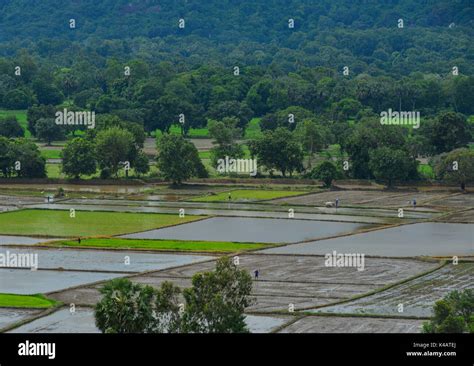 Aerial view of rice field in Mekong Delta, Vietnam. The Mekong delta ...