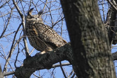 Flaco the escaped zoo owl can remain in the wilds of NYC