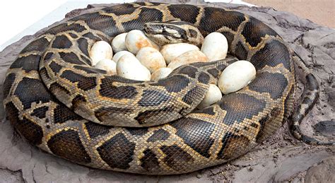 Burmese Python - San Francisco Zoo & Gardens