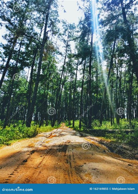 Pine Forest and a Muddy Road at Daringbadi, Orissa Stock Image - Image of pine, muddy: 162169855