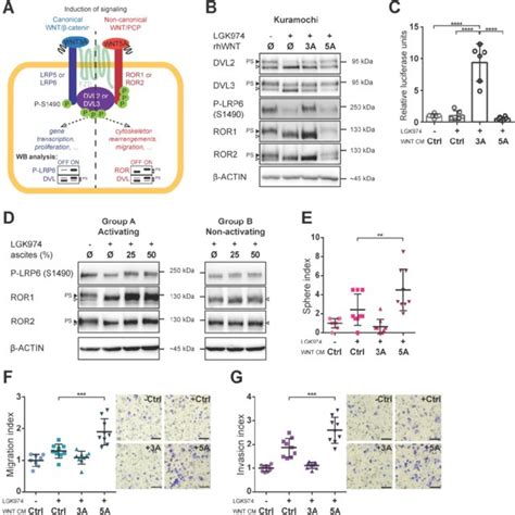 Inhibition of WNT signaling blocks the effect of WNT5A. A) Scheme of ...