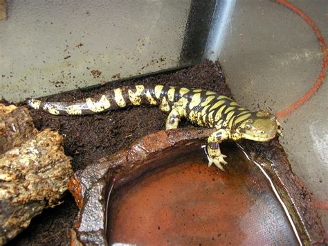 Barred Tiger Salamander Larvae