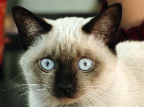 Lorna Blog: Applehead Siamese Cat