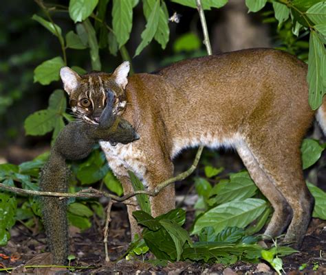 Asian golden cat (Pardofelis temminckii) | Asian golden cat … | Flickr