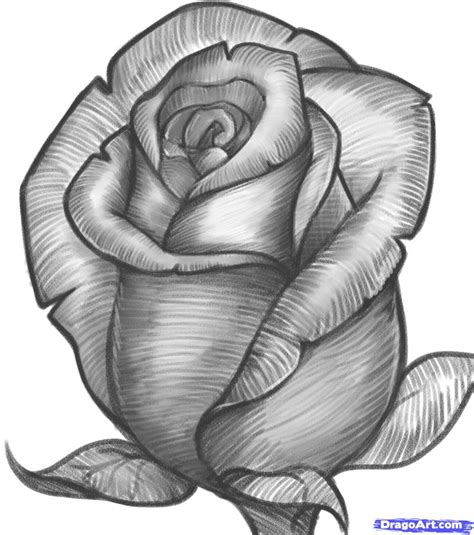 How to Draw a Rose Bud, Rose Bud, Step by Step, Flowers, Pop Culture ...