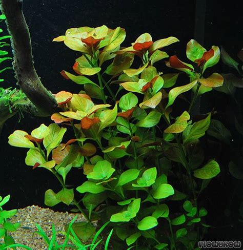 Ludwigia repens "Mesakana" - Flowgrow Aquatic Plant Database