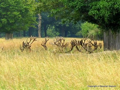 Sunday Photo - Deer Bushy Park - A Bavarian Sojourn