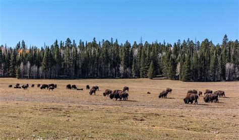 Kaibab National Forest, Arizona | Tickets & Tours - 2024