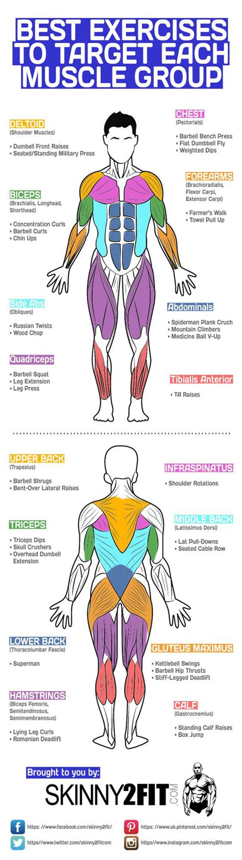 Best Exercises To Target Each Muscle Group {Infographic} - Best ...