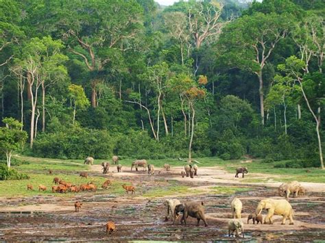 Dzanga Sangha, probably the best forest reserve in Africa