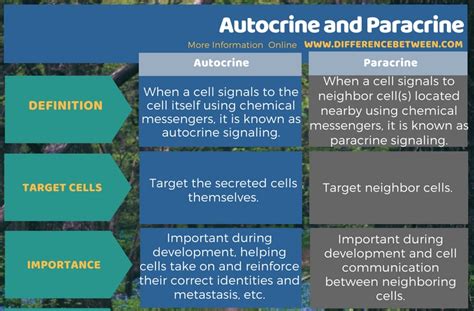 Difference Between Autocrine and Paracrine | Compare the Difference ...