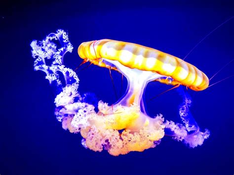 Free Images : ocean, underwater, jellyfish, aquatic, floating ...